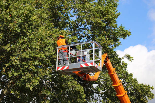 Best Commercial Tree Services  in Aurora, TX